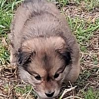 Cucciolo di cane