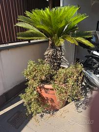 cicas e palma