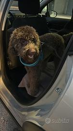 Lagotto romagnolo