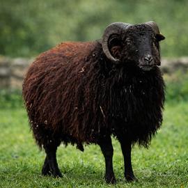 Pecora Ouessant