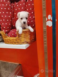 Pincher toy maschio 3 mesi