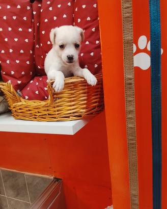 Pincher toy maschio 3 mesi