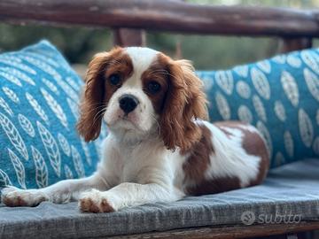 Splendida cucciola di cavalier king