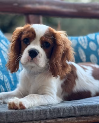 Splendida cucciola di cavalier king
