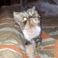 Persiano 5 anni con pedigree