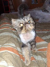 Persiano 5 anni con pedigree