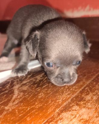 canecucciolo chihuahua MASCHIO GRIGIO TOPO 