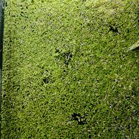 pianta acquario LEMNA MINOR