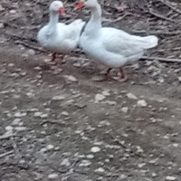 2 coppie di Oche del Campidoglio