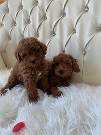 Barboncini toy e nani