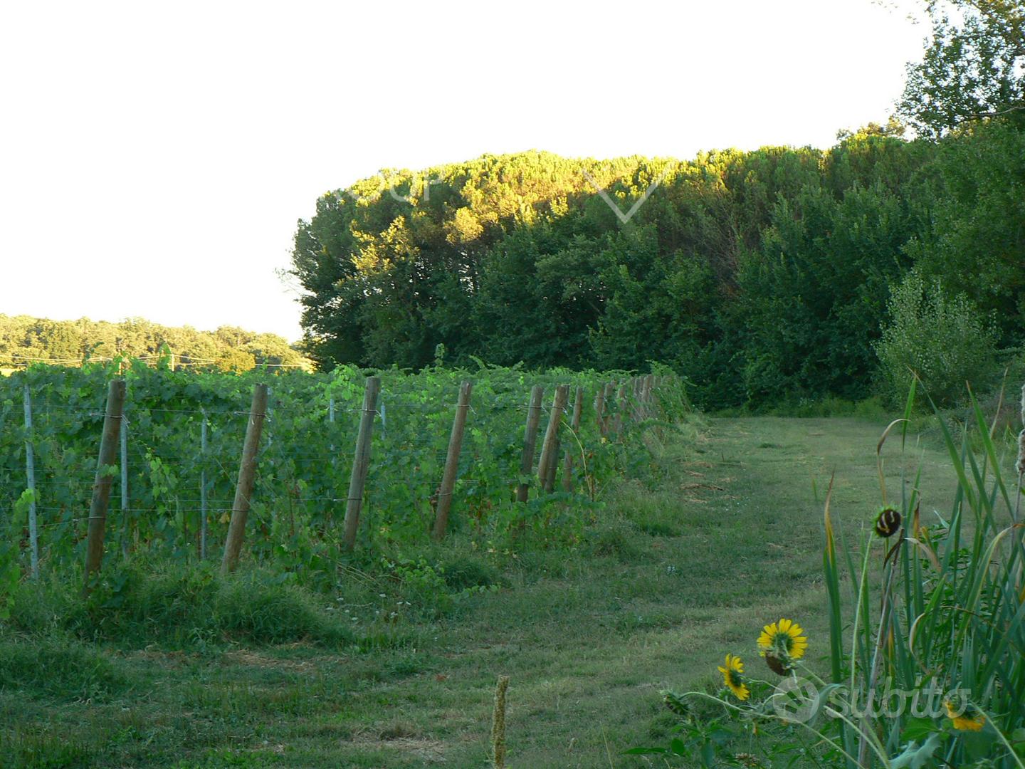 Terreno agricolo con vigneto e magazzino - Altro