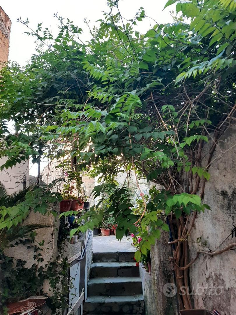 Appartamento – Forio, Cuotto - Vista 3