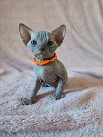 Cuccioli Sphynx