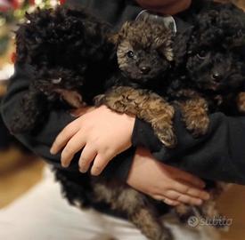 Barboncini disponibili da subito maschio e femmina