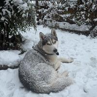 Femmina husky per accoppiamento