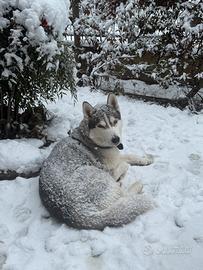 Femmina husky per accoppiamento
