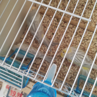 Canarini Agata opale giallo