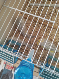 Canarini Agata opale giallo