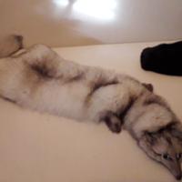 stola volpe argentata