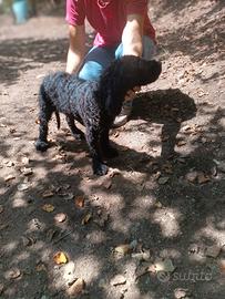 cane da tartufi