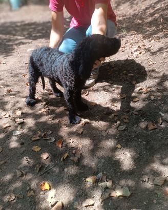 cane da tartufi
