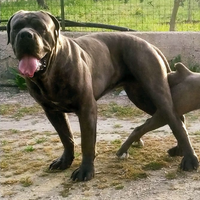 Cane corso