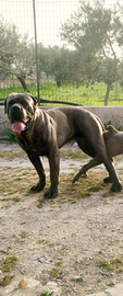 Cane corso