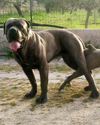 Cane corso