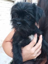 Cucciola. Peperina e dolcissima. Papà Maltese