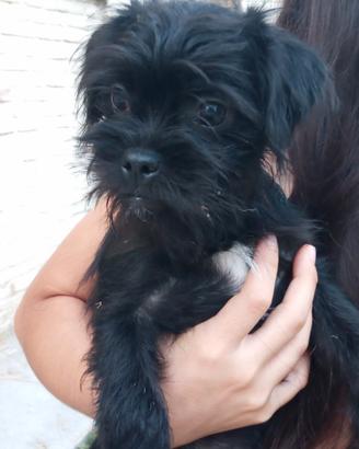 Cucciola. Peperina e dolcissima. Papà Maltese
