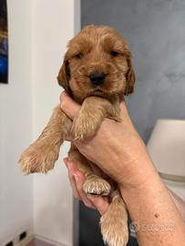 Cuccioli cocker spaniel