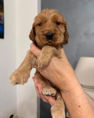Cuccioli cocker spaniel