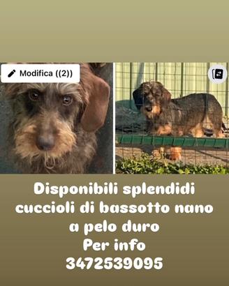 Bassotti a pelo duro