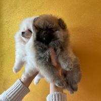Cucciole pomerania con pedigree