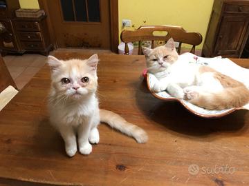 Gattini persiani bianco/crema shorthair