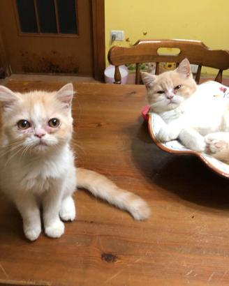 Gattini persiani bianco/crema shorthair