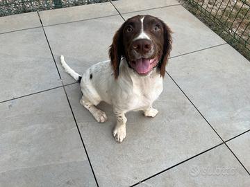 Springer Spaniel Inglese Pedigree enci