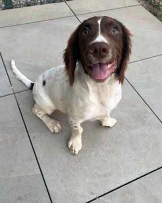Springer Spaniel Inglese Pedigree enci