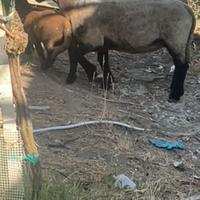 Pecora suffolk con agnella