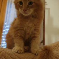Cuccioli Maine Coon