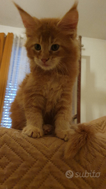 Cuccioli Maine Coon