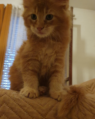 Cuccioli Maine Coon