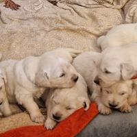 Golden retriever inglese