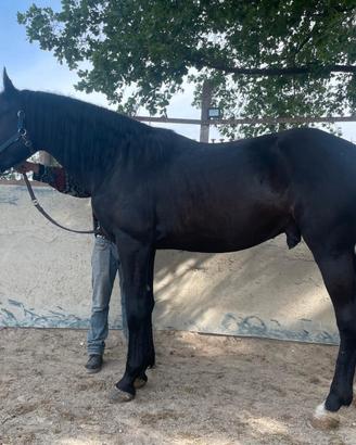 Cavallo maremmano anam