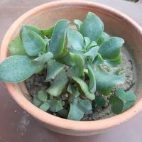 Pianta Crassula arborescens 'blue bird'