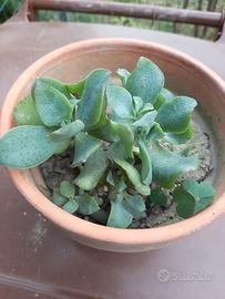 Pianta Crassula arborescens 'blue bird'