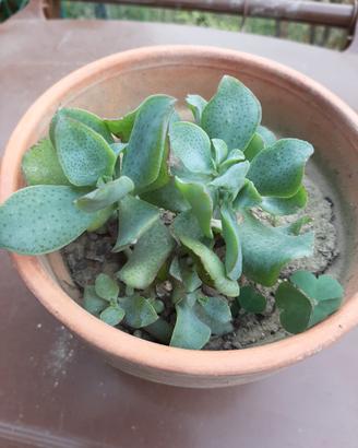 Pianta Crassula arborescens 'blue bird'