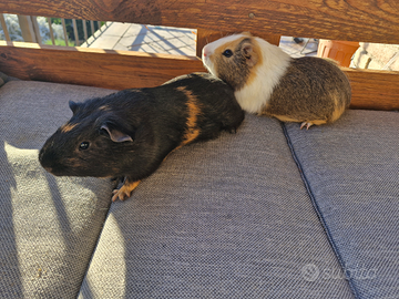 Cavie Peruviane o Porcellino d'India