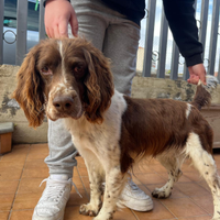 Springer spaniel inglese di 7 anni da caccia