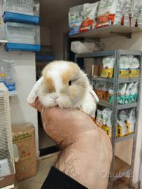 Coniglietti ariete minilop